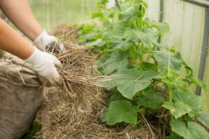 Как выращивать огурцы: секреты ухода