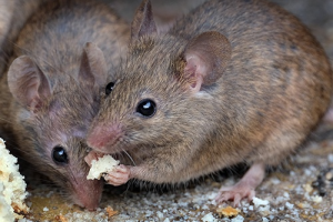 Дератизація: як позбавитися від мишей та щурів