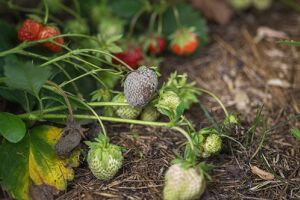 Хвороби полуниці та їх лікування: збираймо ягоди, а не гриби