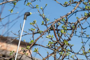 Обработка яблонь весной: опрыскивание от вредителей и болезней