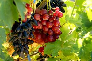 Сорта винограда в Украине: как выбрать лучшую лозу